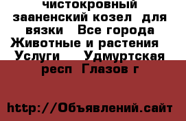 чистокровный зааненский козел  для вязки - Все города Животные и растения » Услуги   . Удмуртская респ.,Глазов г.